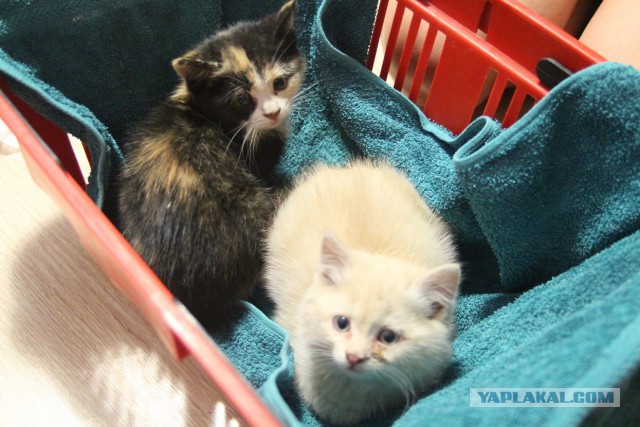 Спасение кошки и 4 котят
