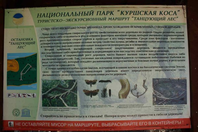 Танцующий (Пьяный) лес