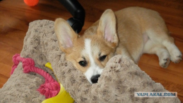 В мире животных