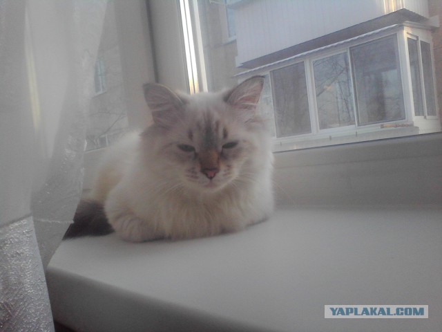 Котовторник 25.02.2014