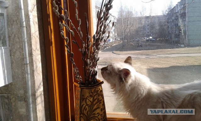 Котовторник   15.04.2014
