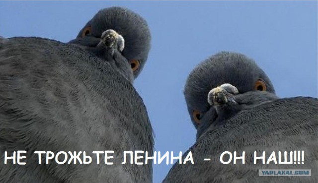 Хотел взять кота, а завелось вон чего.