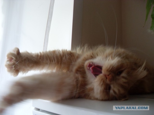 Котовторник  08.07.2014