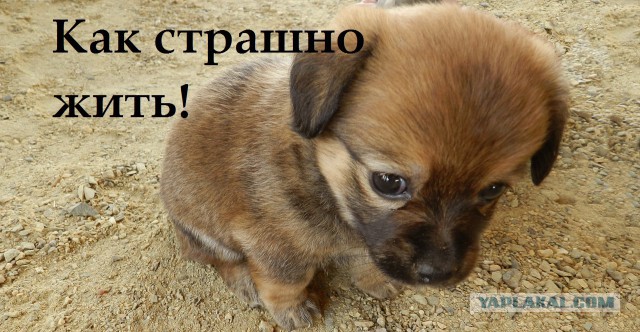 Кличко хочет съесть Крым