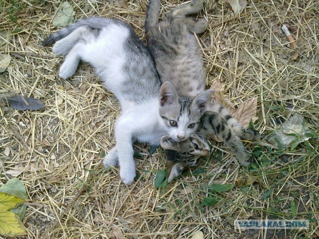 Котовторник 02.09.2014