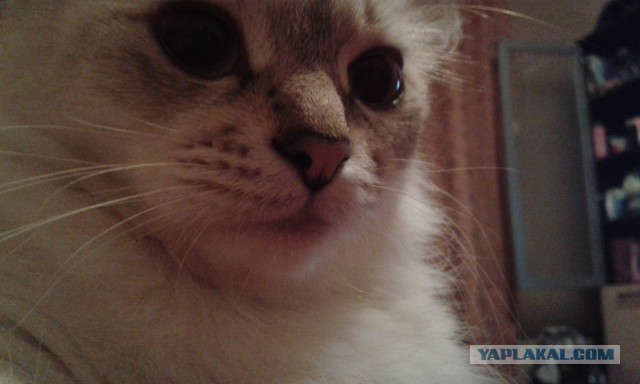 Котовторник 30.09.2014