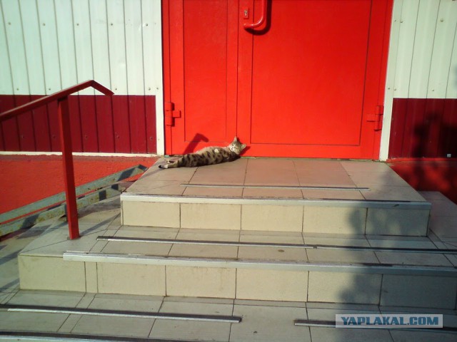 Котовторник 9.12.2014