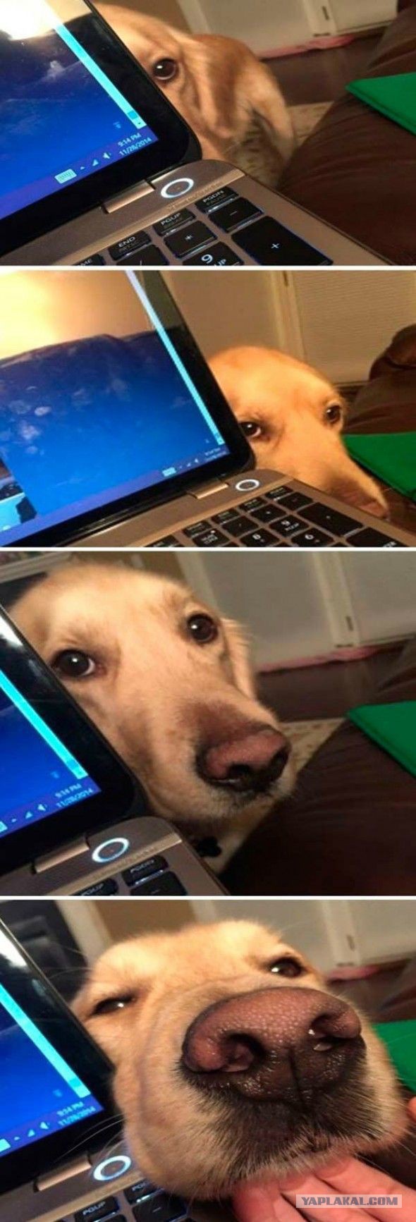 Няяяяяшкин