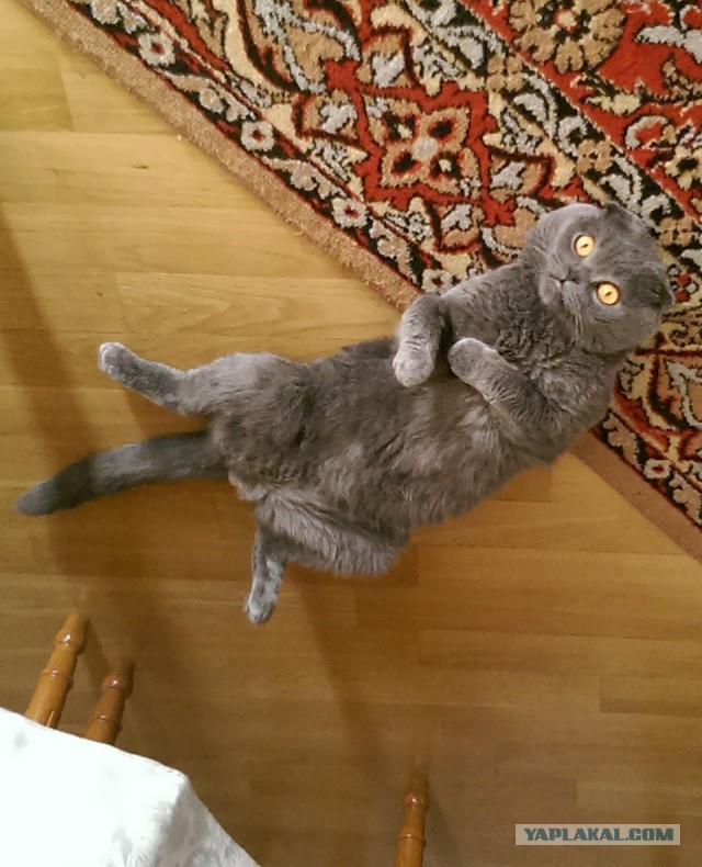 Котовторник