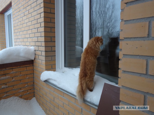 Котовторник