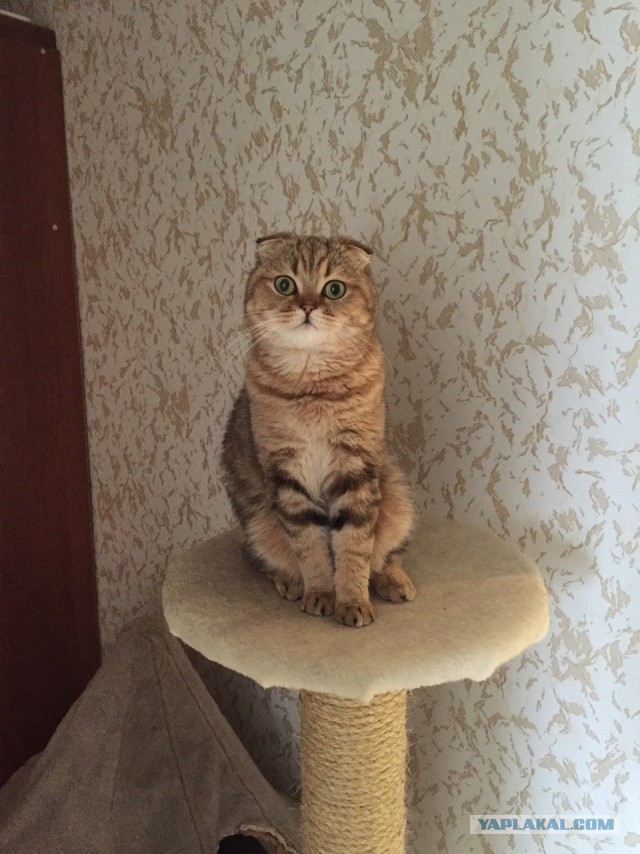 Котовторник 31.03.2015