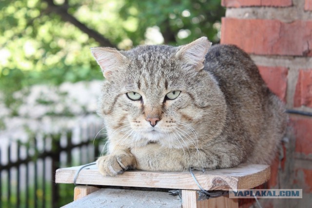 Котовторник   02.06.2015