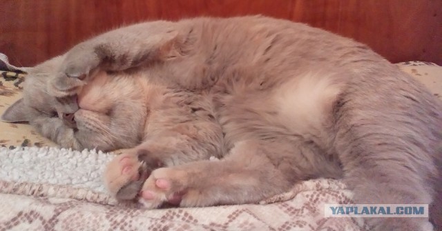 Котовторник 26.01.2016