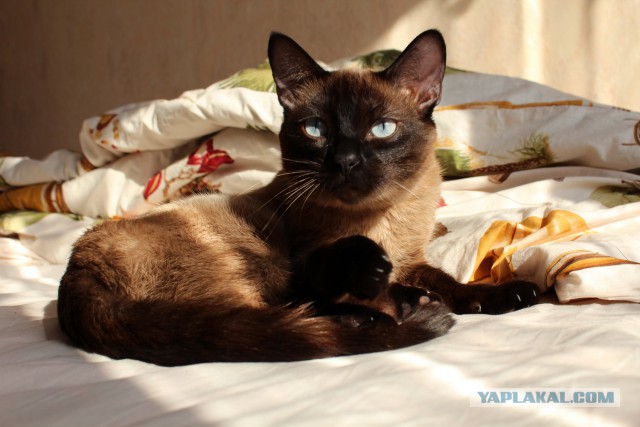 Интересные факты о сиамских кошках