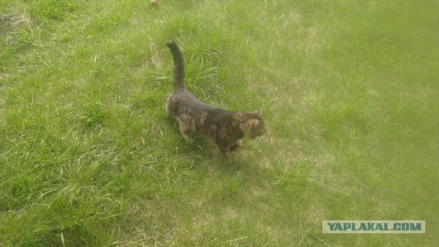 Котовторник 17.05.2016