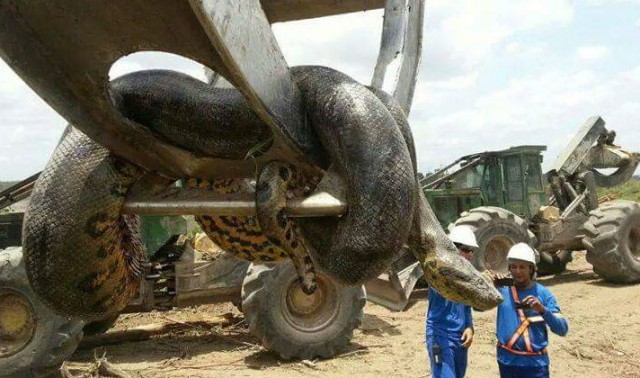В Бразилии обнаружили гигантскую анаконду