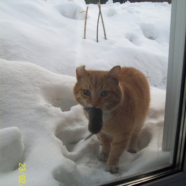 Коты из сети