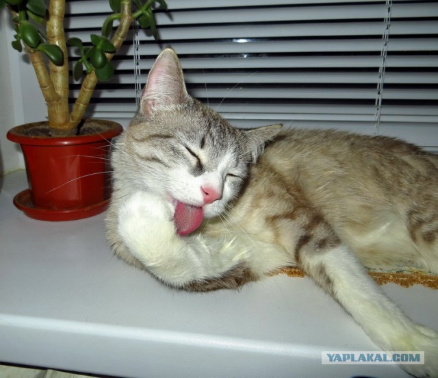 Котовторник 21.02.2017