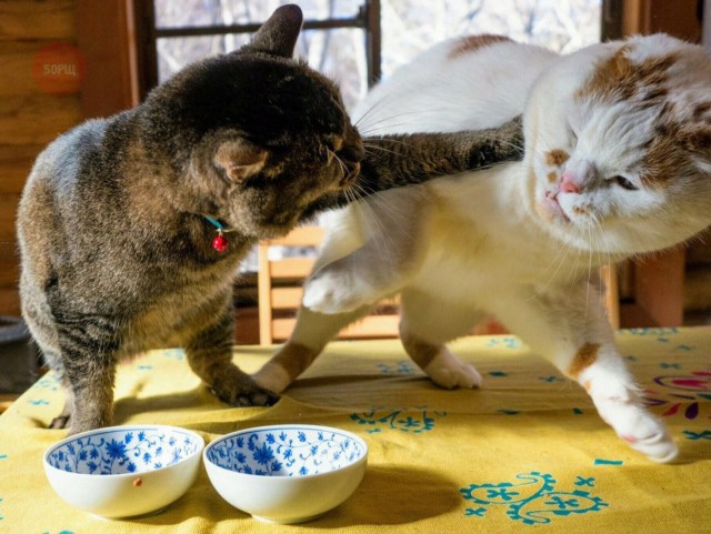 Коты и Кошки