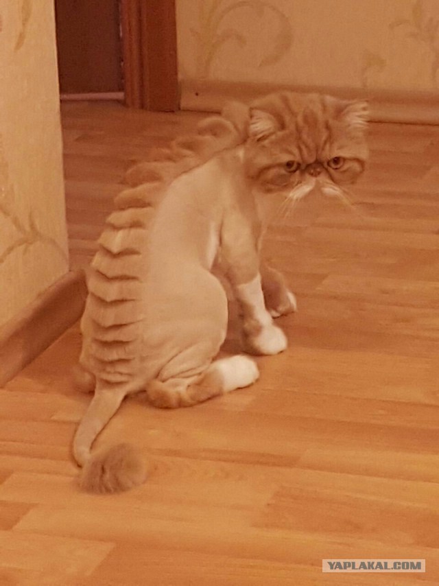 Котовторник 20.06.2017