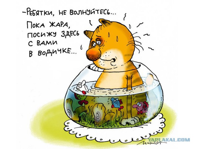 Жизнь домашнего приюта для котеек 176