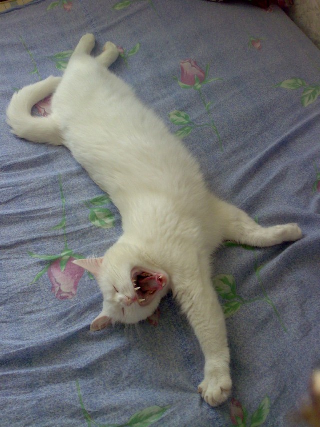 Коты и Кошки