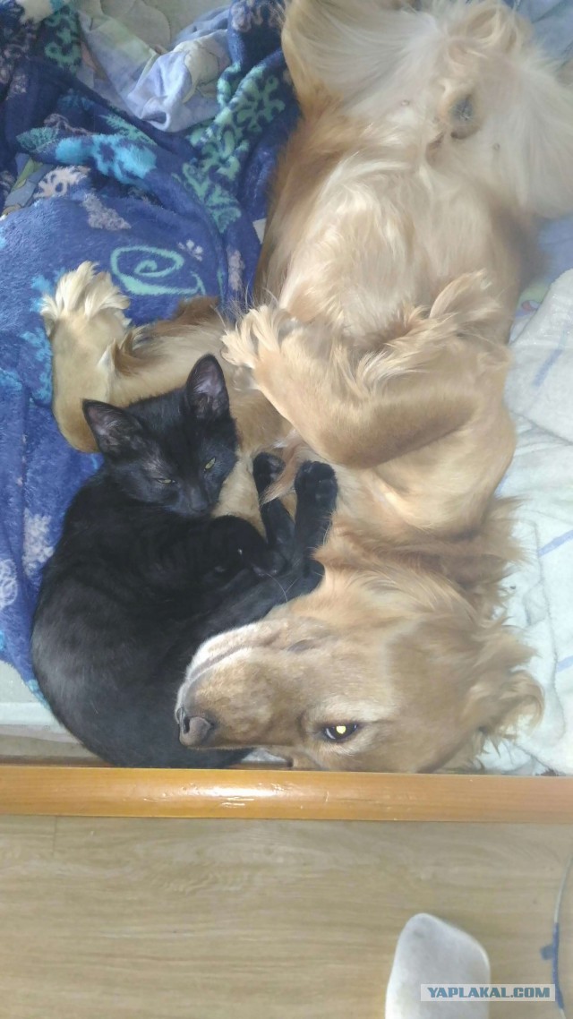 Котовторник  14.11.2017