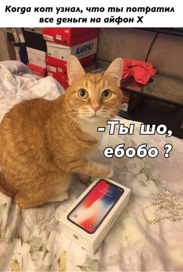 Ебобо. Ебобо кот. Котик с айфоном. Ебобо Мем кот. Замечен кот.