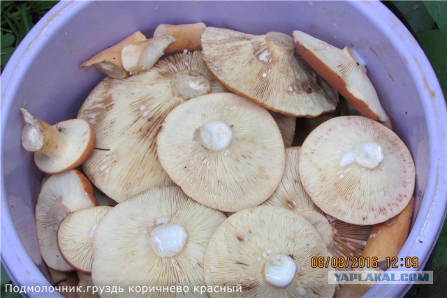 А у нас начало грибного сезона