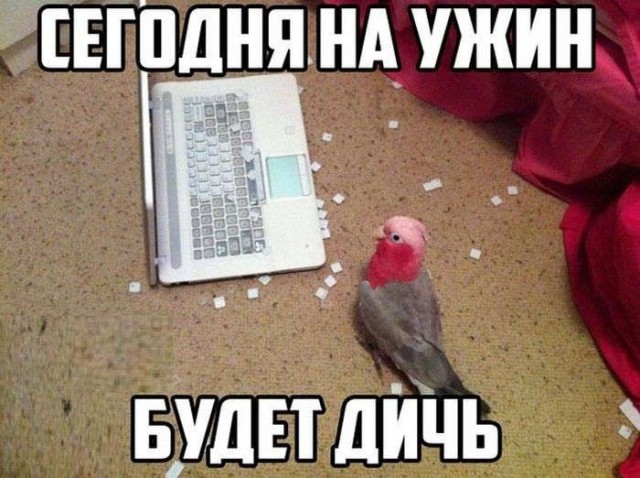 Реакция австралийского попугая на ролик, где он напевает рингтон iPhone