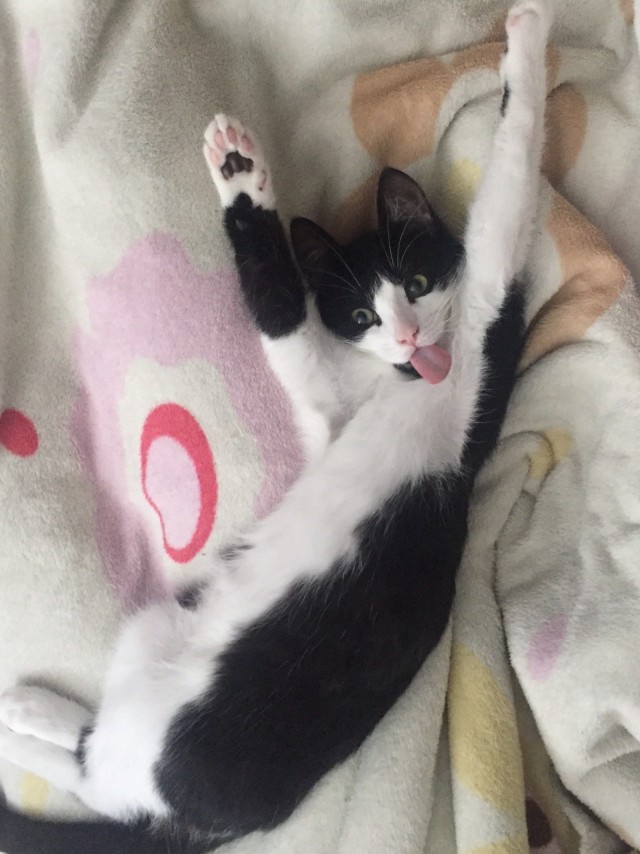 Прикольных котов пост