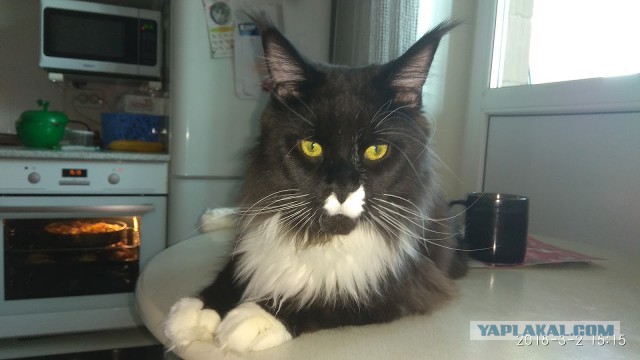 Котовторник 13.03.2018