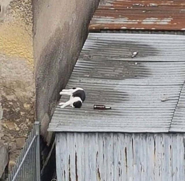 Картинки по-приколу