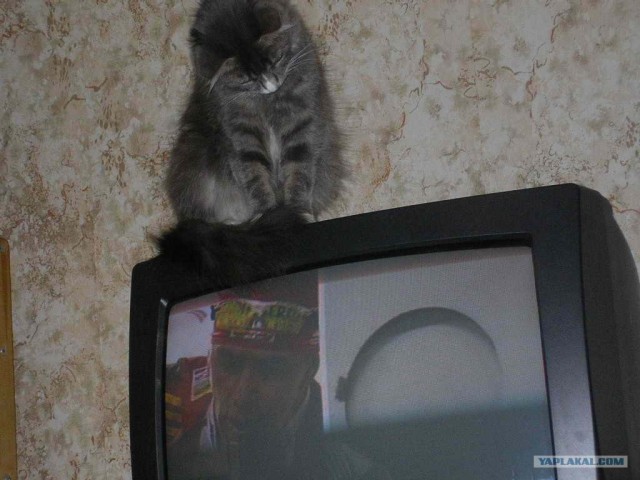 Котовторник на ЯПлакалъ (10.06.08), прикольные коты, добавляем свои!