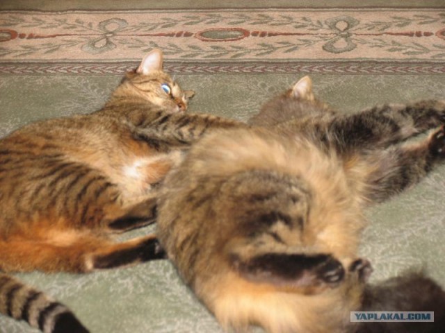 Котовторник - С праздником, котоводы!