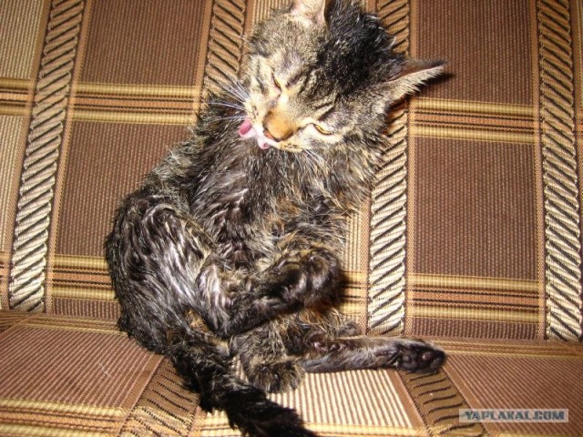 It's Catursday Fever! (Котовторник)