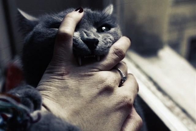 Котовторник уже сегодня!