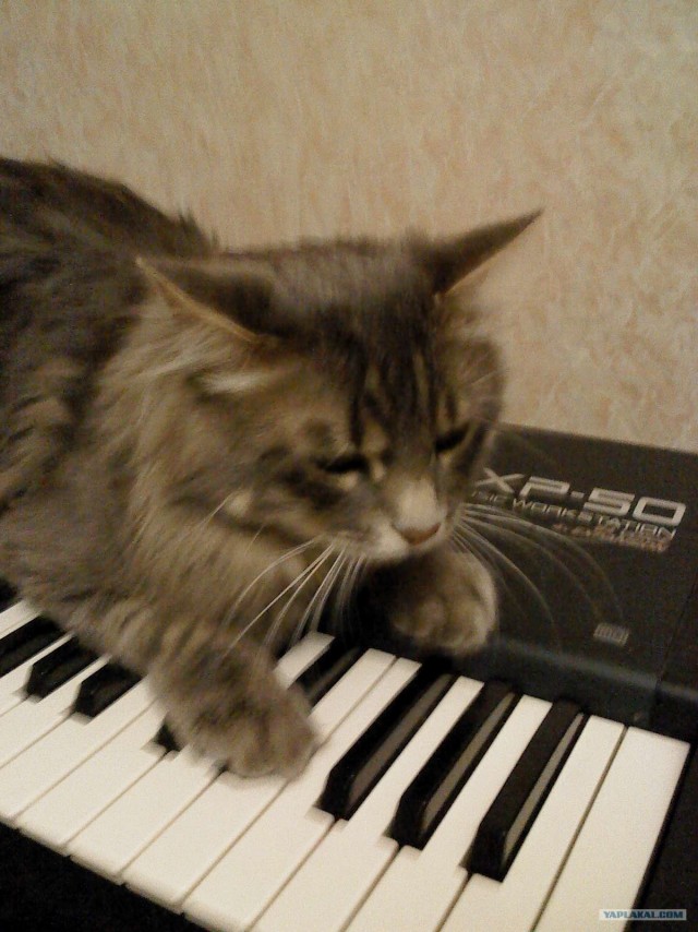 Котовторник  07.06.11