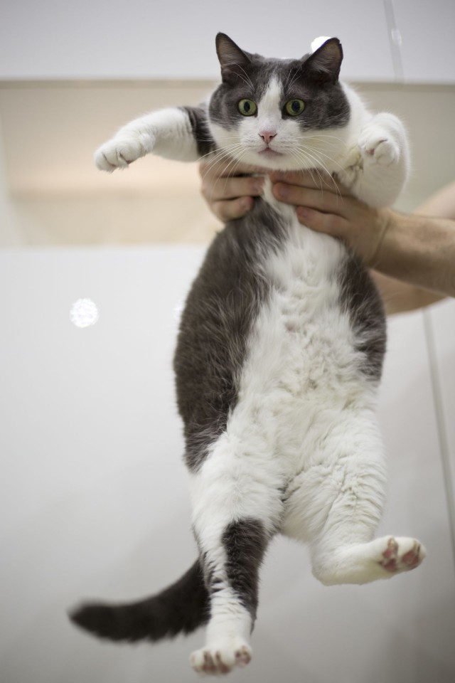 Прикольных котов пост