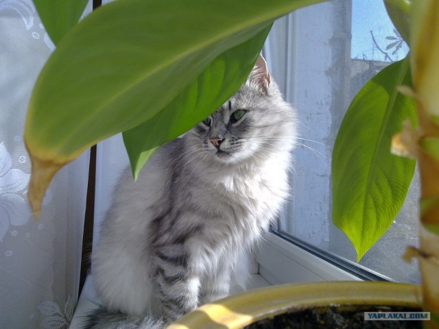Котовторник! 08.11.11