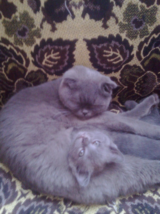 Котовторник 13.12.11 - магическе числа