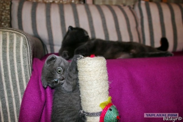 Котовторник! 13.03.2012