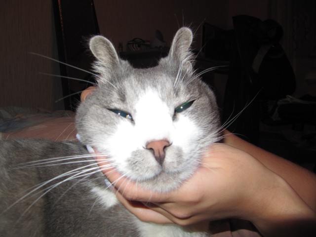 Котовторник 20.03.2012