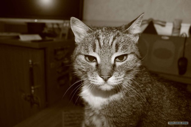 Котовторник 17.04.2012