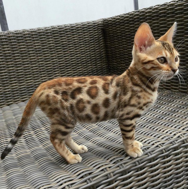Немного милоты