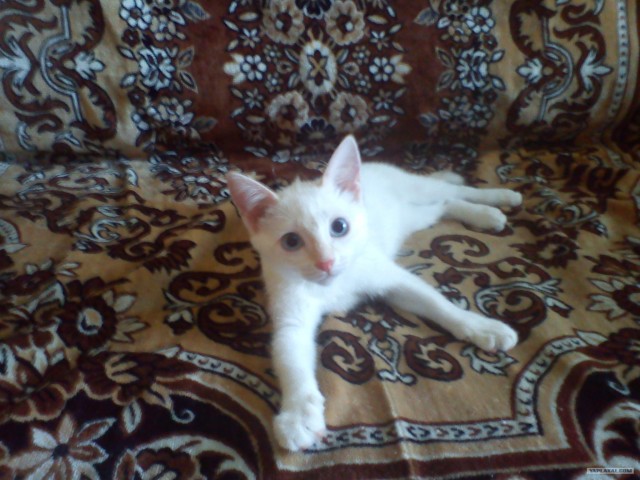 Котовторник 8 мая 2012