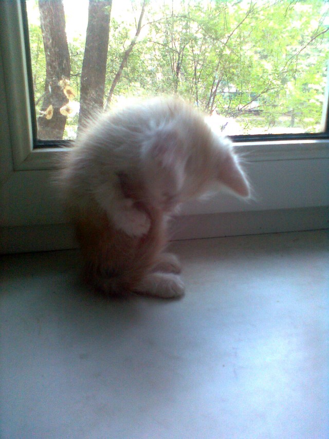 Котовторник  12. 06. 2012