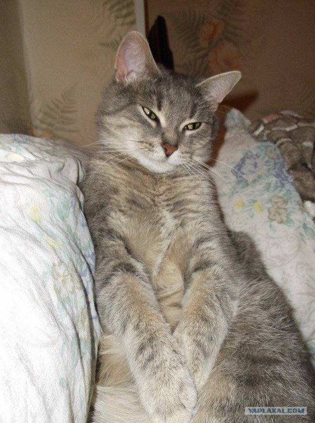 Котовторник на 26.06.12