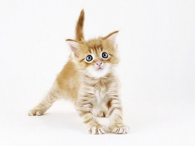 Котовторник 11.09.2012