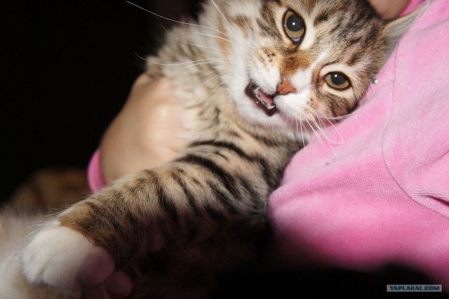 Котовторник 30.10.2012